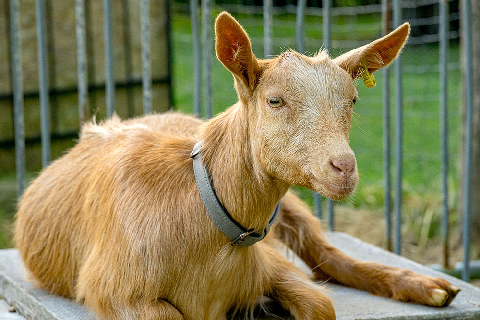 Yoga with Goats and Alpaca Walking with Clasara Wellbeing