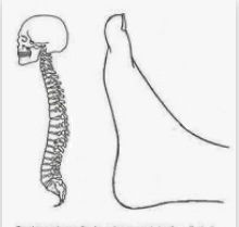Piede e colonna vertebrale - Analogie delle forme