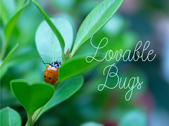 BBCo_Post_bugs.jpg