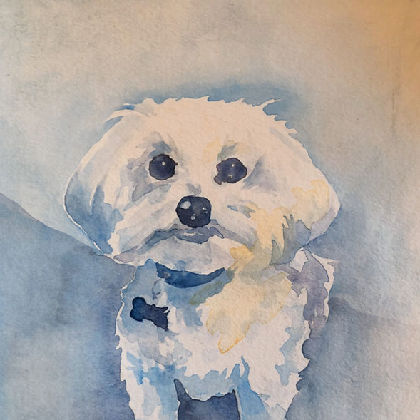 BICHON, PORTRAIT