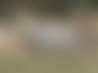 Unlocking the World of Donkey Rescue and Education