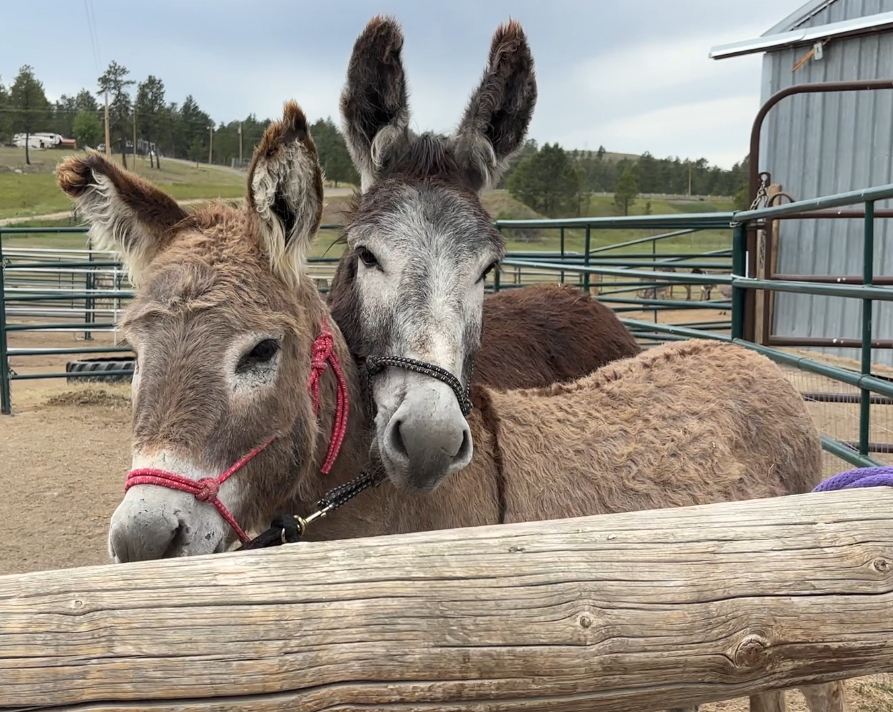 A friendly portrait photo of a rescued donkey named Pondo or Aspen.