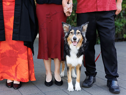 Edith-Leigh-Photography-dog-portaits-1.jpg
