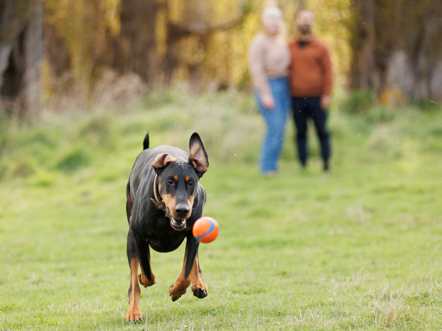 Edtih-Leigh-Photography-dog-portraits-4_edited
