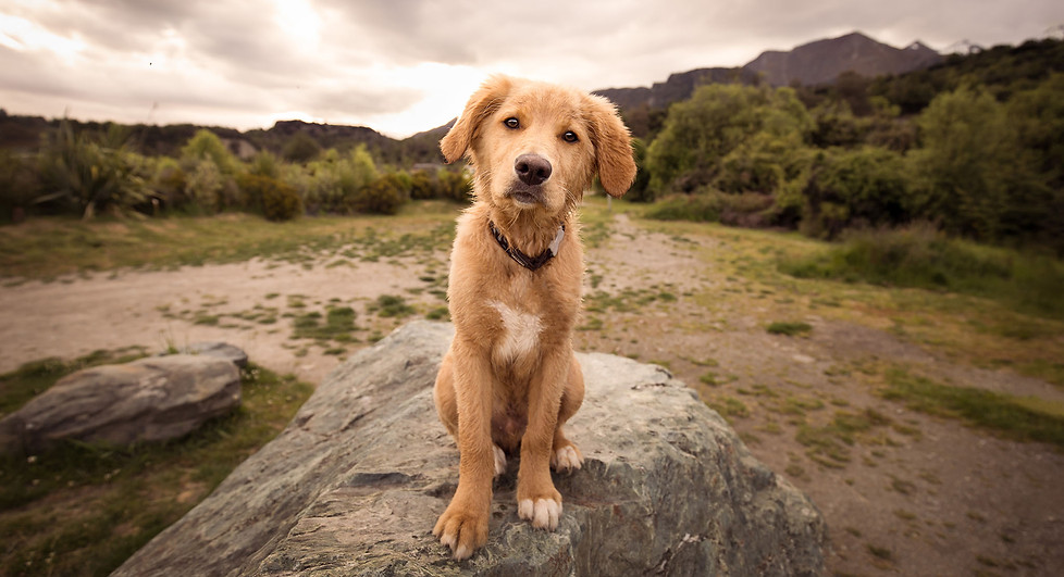 Location dog portrait.jpg