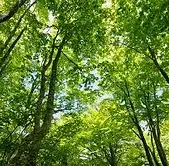 relaxing forest atmosphere