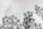 leafs_edited_edited.jpg