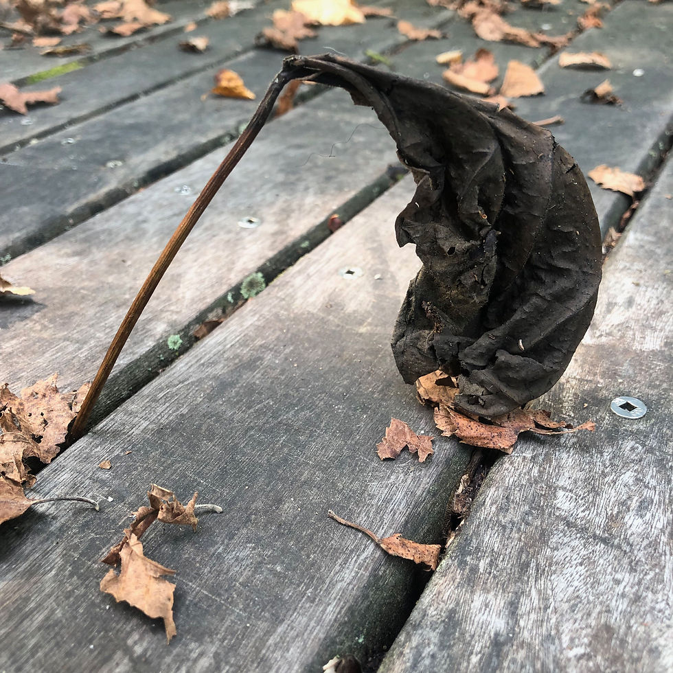 old man leaf