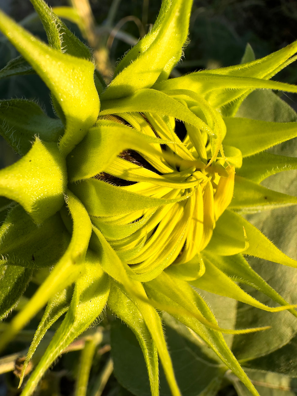 unopened, bright green sunflower bathed in morning sunlight