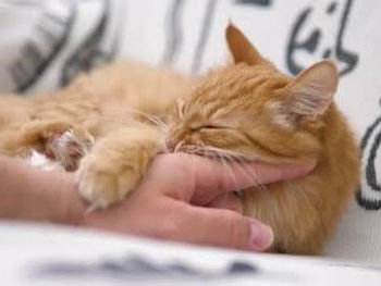 Chat roux qui mord quand je le caresse