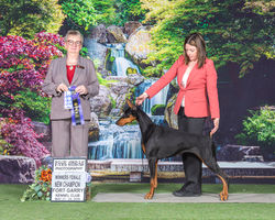 Hilltophaven Dobermanns