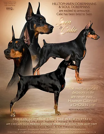 top food for pitbulls