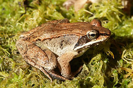 wood frog