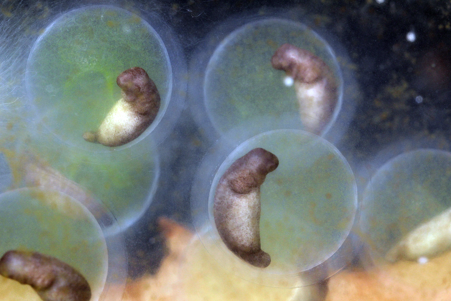 developing spotted embryos