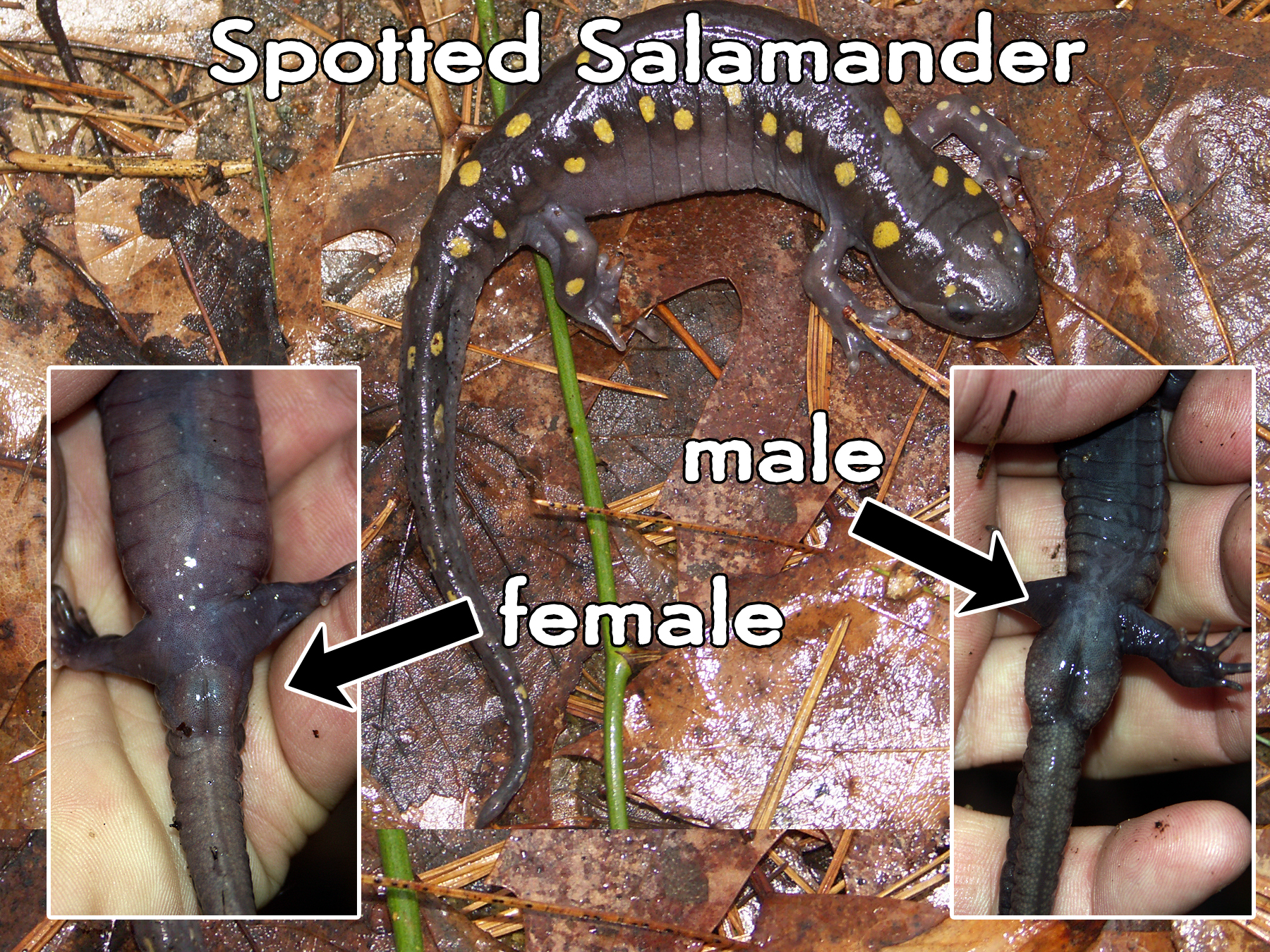 male vs female spotted salamander