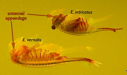 A comparison of E. vernalis and E. intricatus.