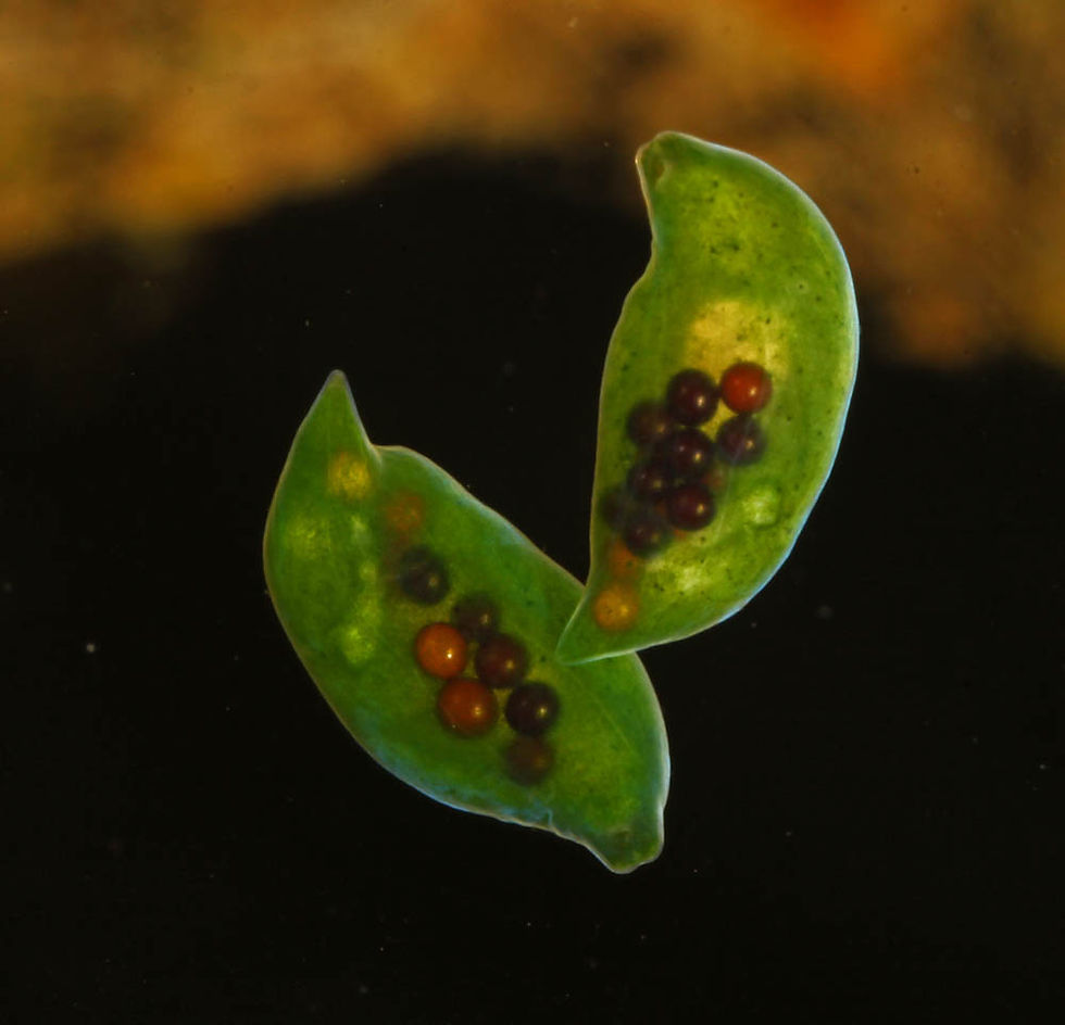 Pair of green planaria.