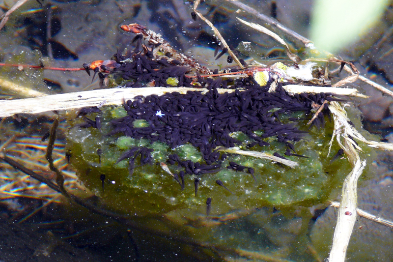 Hatching wood frog larva