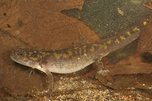 spotted salamander larva with gill remnants