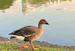 同文同種-豆豆的故事