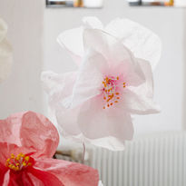 rosa Papierblume 