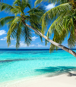 A beautiful tropical beach with palm trees
