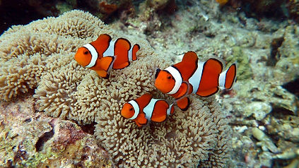 Clown Fish in the Philippines