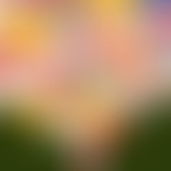 Beginner's Mind: The best mind 