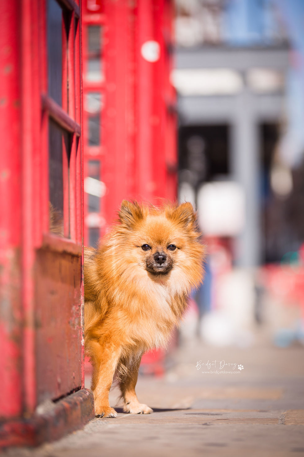 Social Media Bijou London Dog Photography (www.bridgetdavey.com)