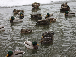 Update on beaver issue in Graham Creek as of January 11, 2021