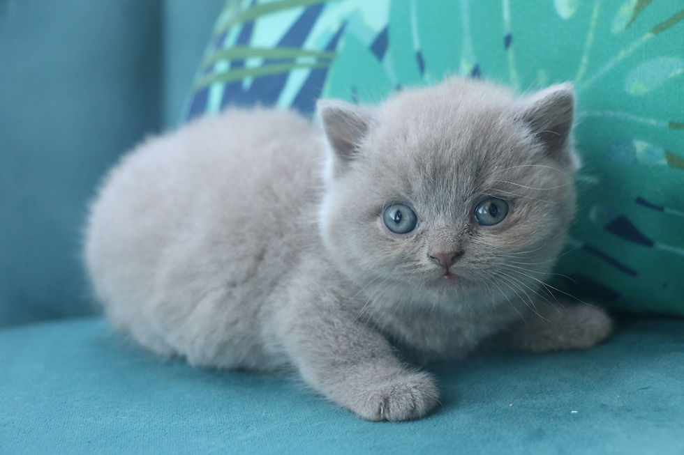 Billy Au Chat Bienheureux
