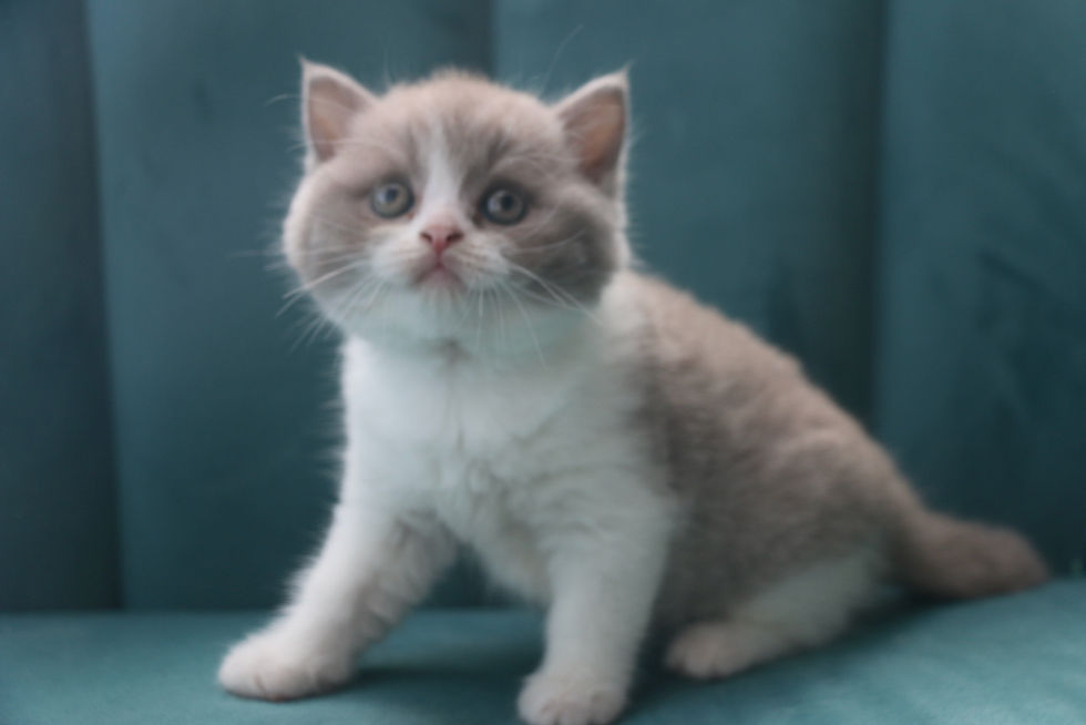 Bounty Au Chat Bienheureux