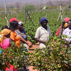 Grapes 3.jpg