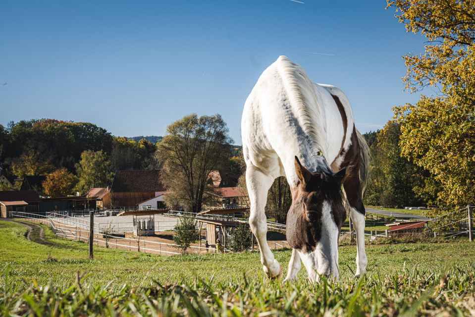 Pferd Weide grasen Aktivstall