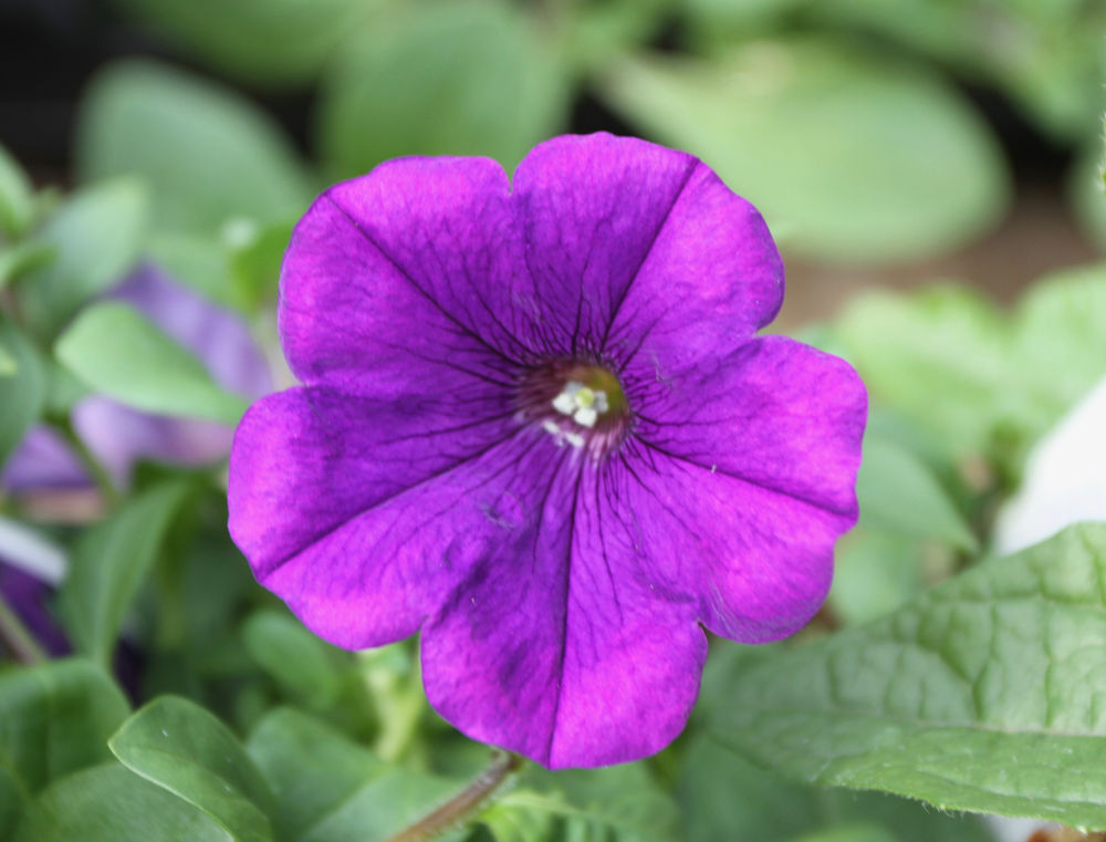PETUNIAS! Crazytunia! Supertunia! Easy Wave Petunia! What are they and