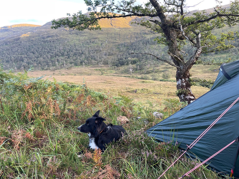 Camp 4.jpg