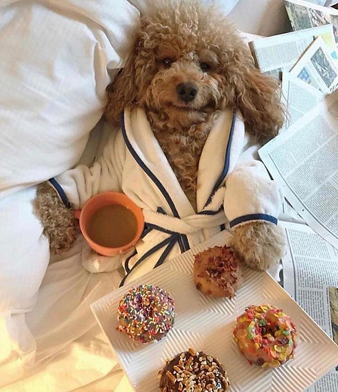 doghealingd.JPEG