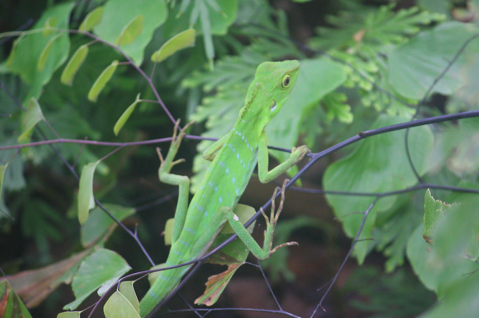 Flora and fauna impact assessment