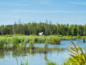 From compliance to competitive edge: how businesses are turning biodiversity risks into strategic value
