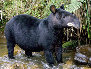 The Andean Tapir native to the Páramos ecosystems