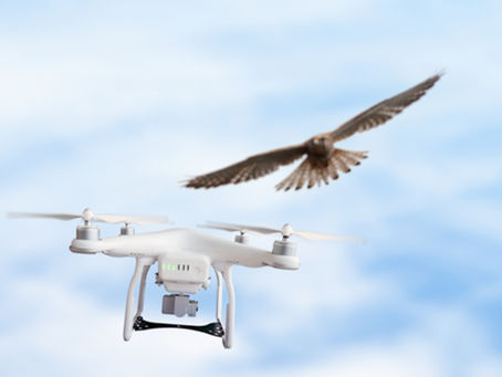 Party Fowl: Birds and Drones Don't Mix