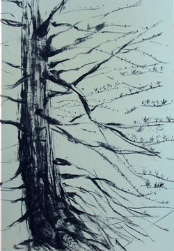 Local Tree in Charcoal