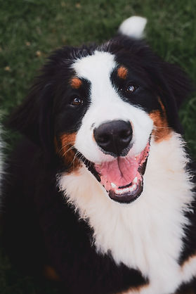 dog smiling at camera