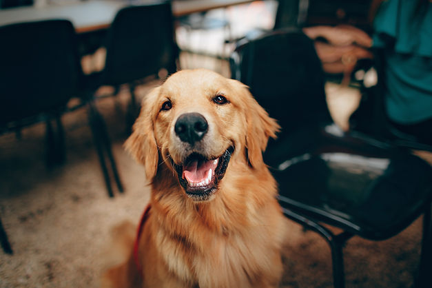 dog smiling at camera