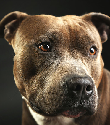 Dog photo headshot