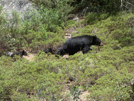 Keeping Bears at Bay