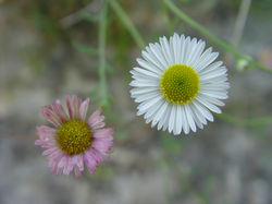 F00015StJeanPieDePortFlower  06 03