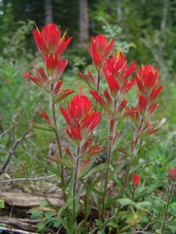 F00012PaintBrush2004