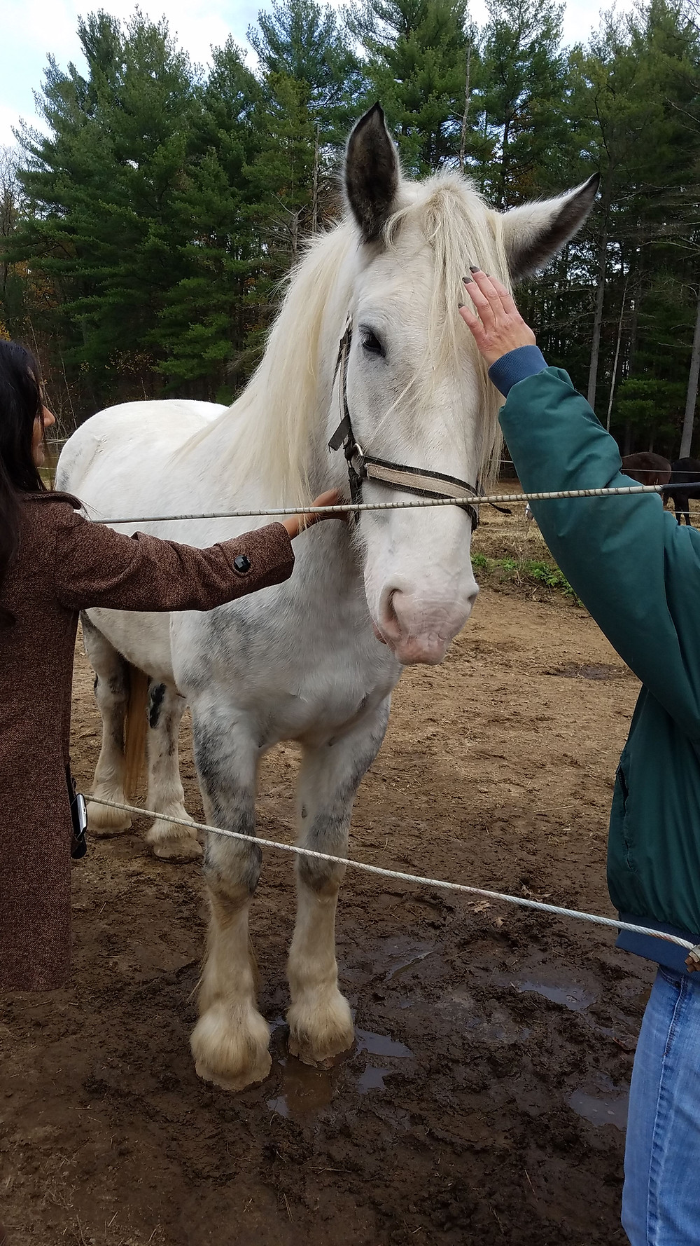 person petting a horse