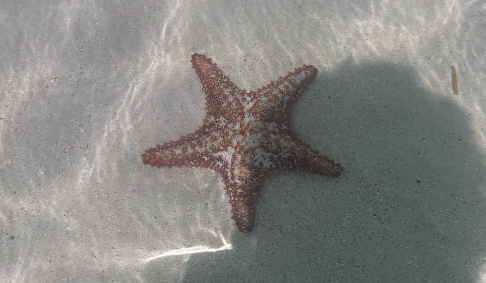 Starfish underwater on sandy seabed, sunlight creating ripples. The starfish has a brown and white pattern. Calm and serene scene in Grand Cayman